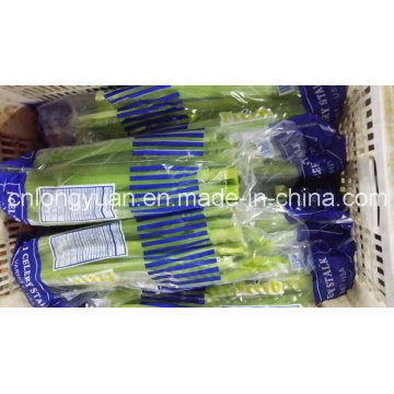 Chinese Fresh Celery with Carton Packing